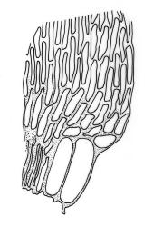 Warburgiella leucocyta, alar cells. Drawn from T.W.N. Beckett 138, CHR 580341.
 Image: R.C. Wagstaff © Landcare Research 2016 